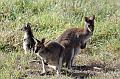 2007 05 04 Barossa Valley_Adelaide 048_DXO